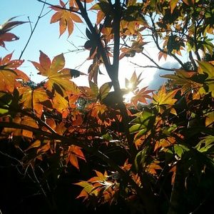 Meet your Posher, Marley